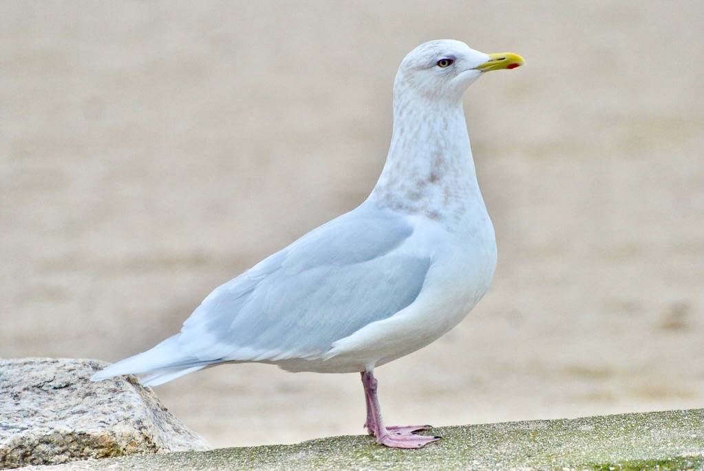 Iceland Gull - Craigville Beach by crosson_p is licensed under CC BY-NC-SA 2.0.
